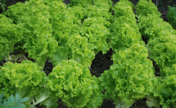 Leaf vegetable: Lettuce
