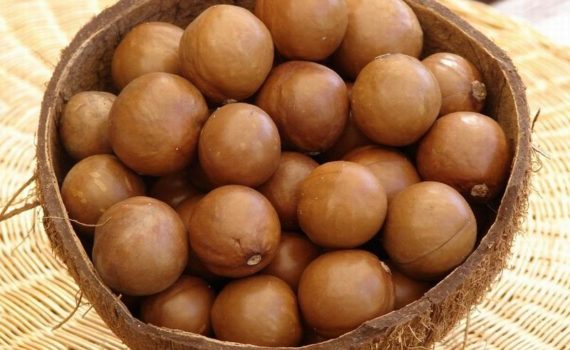 Macadamia nuts