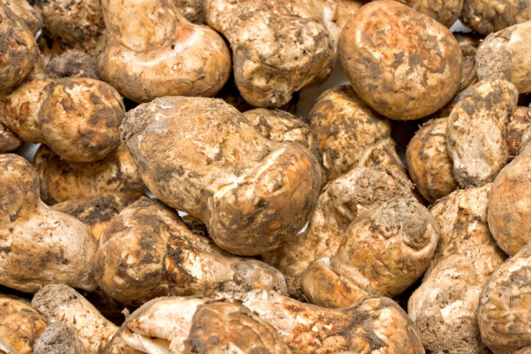 Matsutake World Crops Database