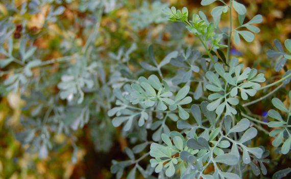 Medicinal plants - Common Rue