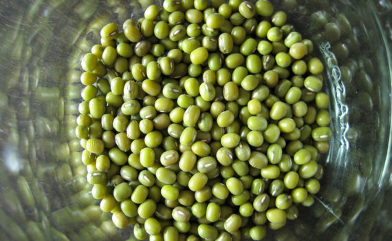 Mung bean