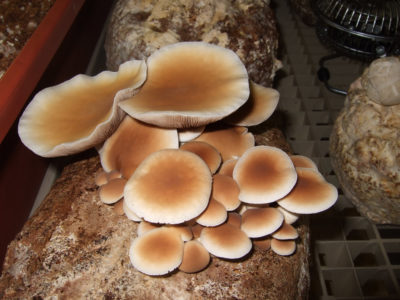 Mushrooms - Poplar mushrooms