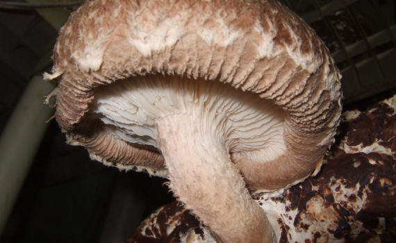 Mushrooms - Shiitake mushroom