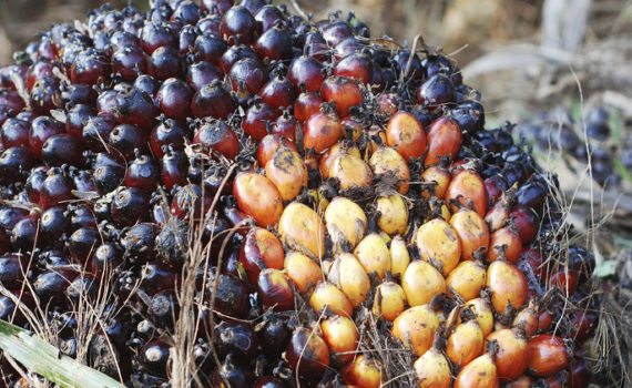 Oil palm