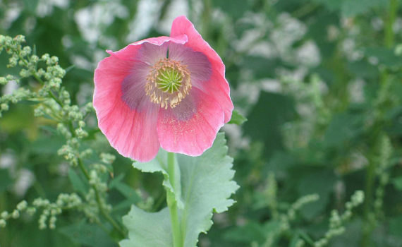 Opium poppy
