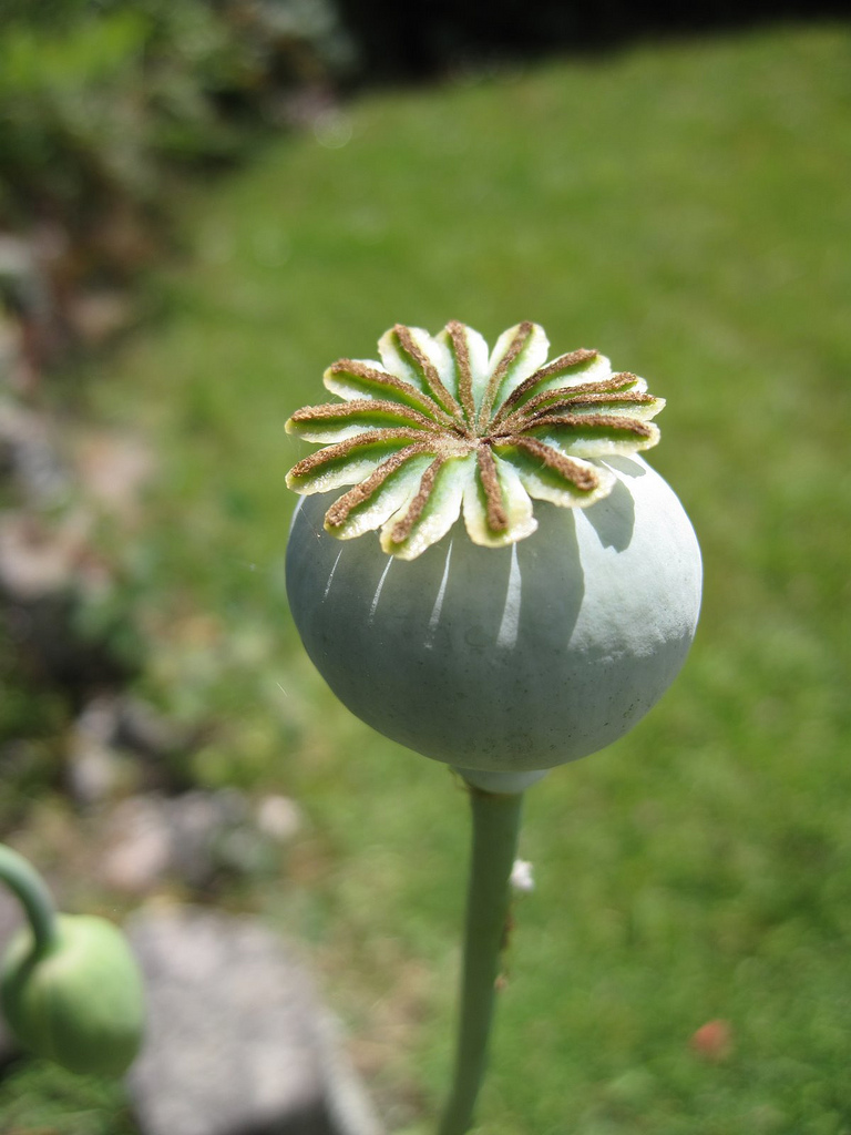 Opium - Opium poppy - World Crops Database