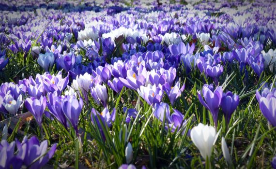 Ornamental plants - Crocus