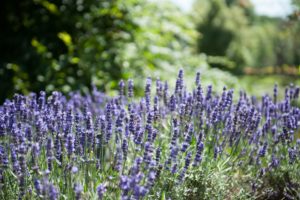 Ornamental plants - Lavender