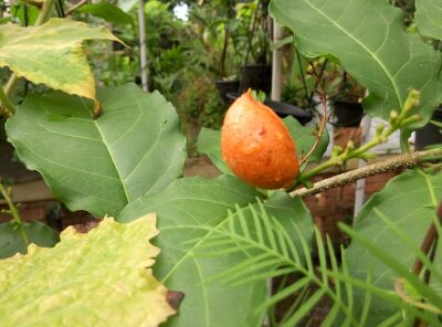 Peanut butter fruit