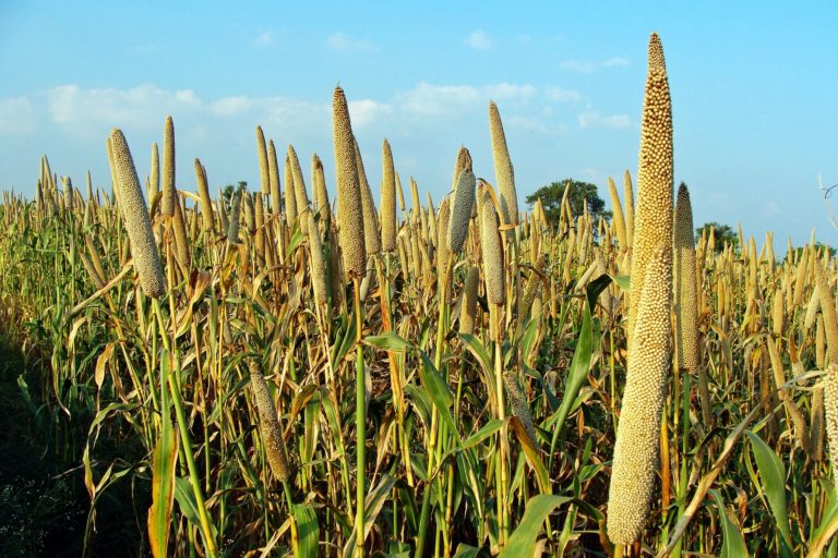 Pearl millet World Crops Database Cereals
