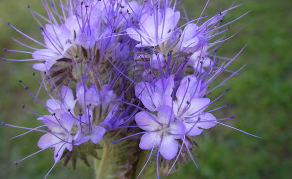 Phacelia tanacetifolia