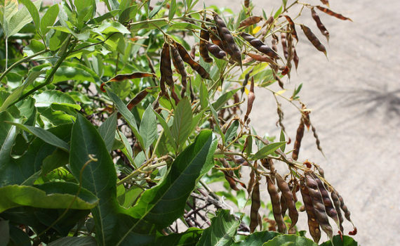 Pigeon pea