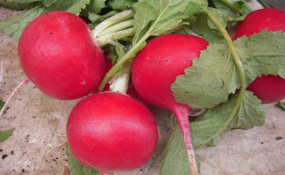 Radish