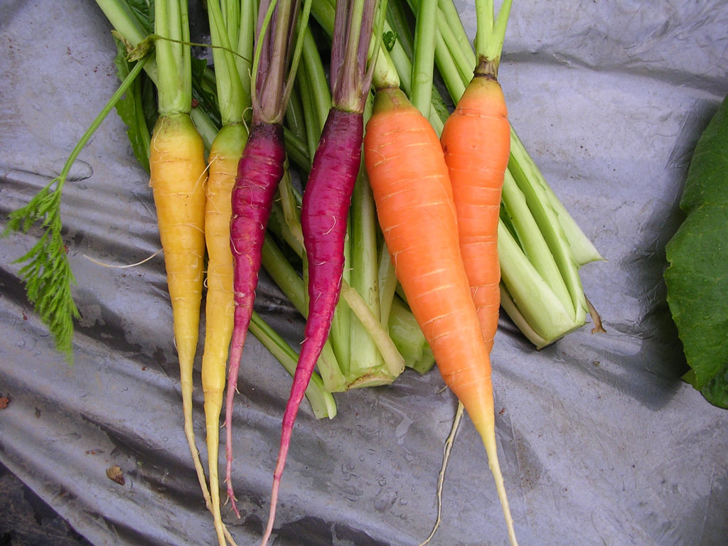Root vegetables - Carrots 2005-11-22 Vietnam