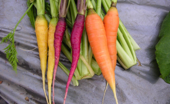 Root vegetables - Carrots 2005-11-22 Vietnam