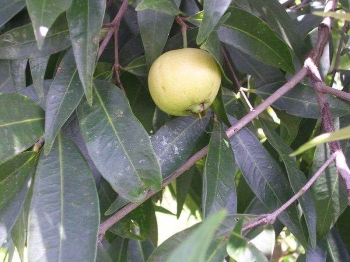 Rose apple World Crops Database