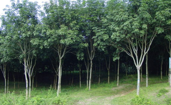 Rubber plantation