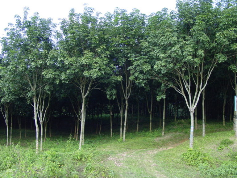 Rubber tree - World Crops Database