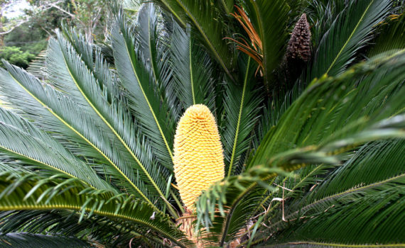Sago Palm