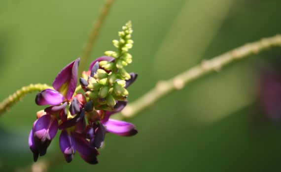 Soil improvement - Kudzu flower