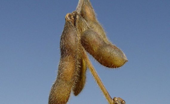 Soybean