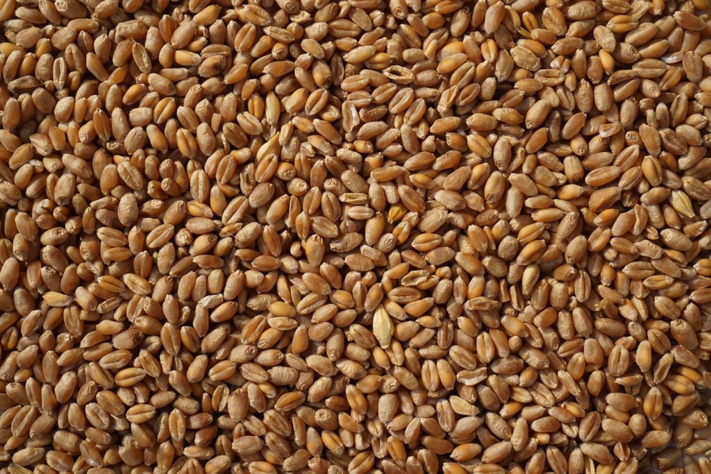 Staple food - Wheat
