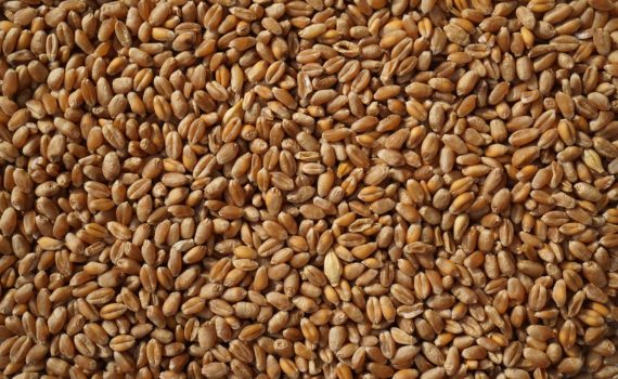 Staple food - Wheat