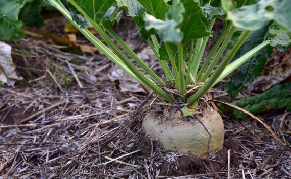 Sugar crops - Sugar beet