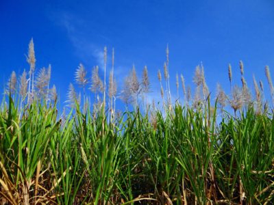 Sugar crops - Sugarcane