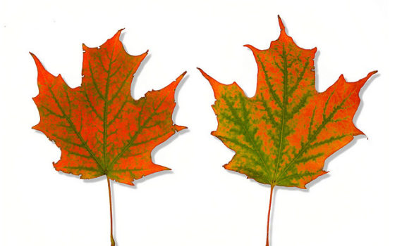 Sugar maple leaves