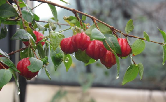 Surinam cherry