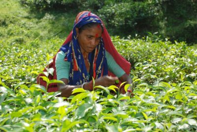 Tea plucking in Bangladesh