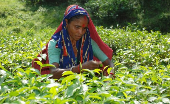 Tea plucking in Bangladesh
