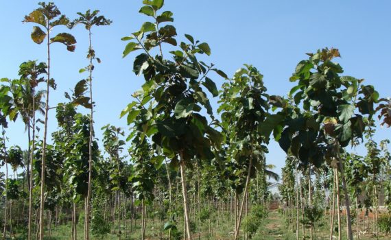 Timber - Teak plantation