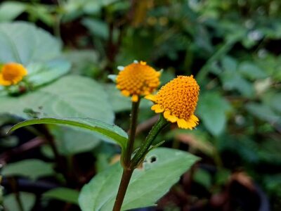 Toothache plant