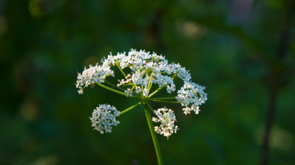 Ajowan World Crops Database