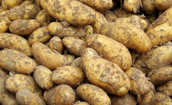 Tuber vegetables - Potato