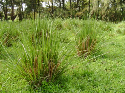 Vetiver grass in Ethiopia