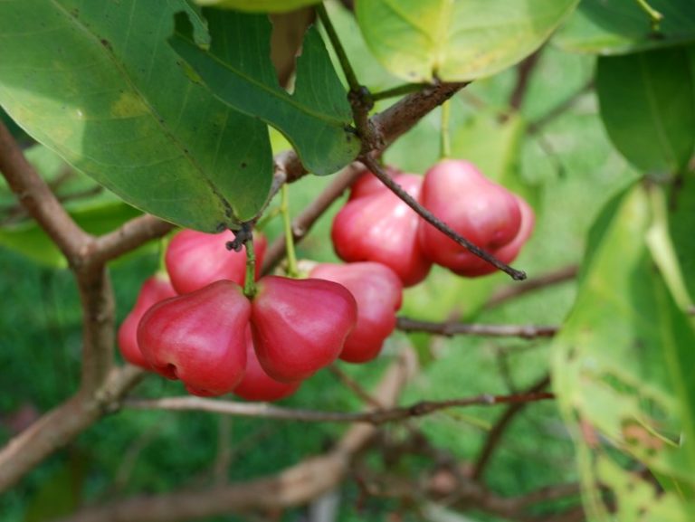 Wax apple World Crops Database