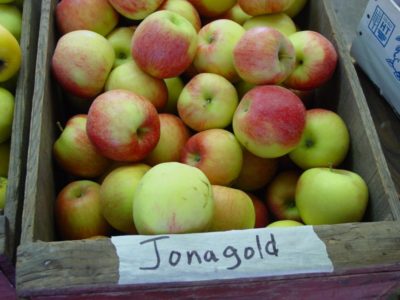 Apples Jonagold