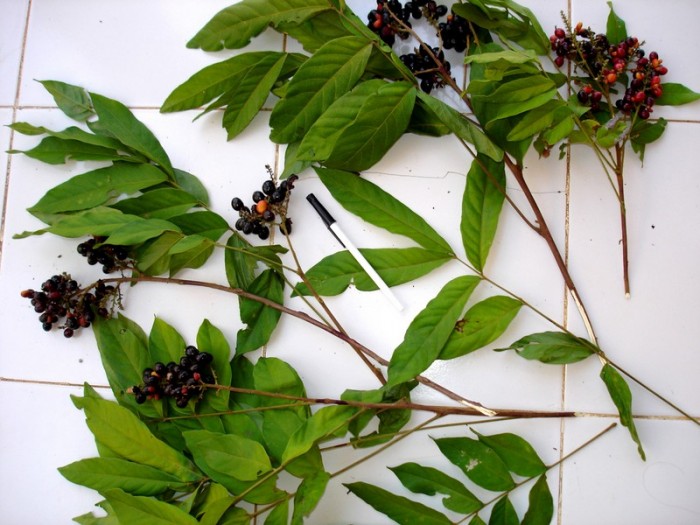 Where did wine originate picture