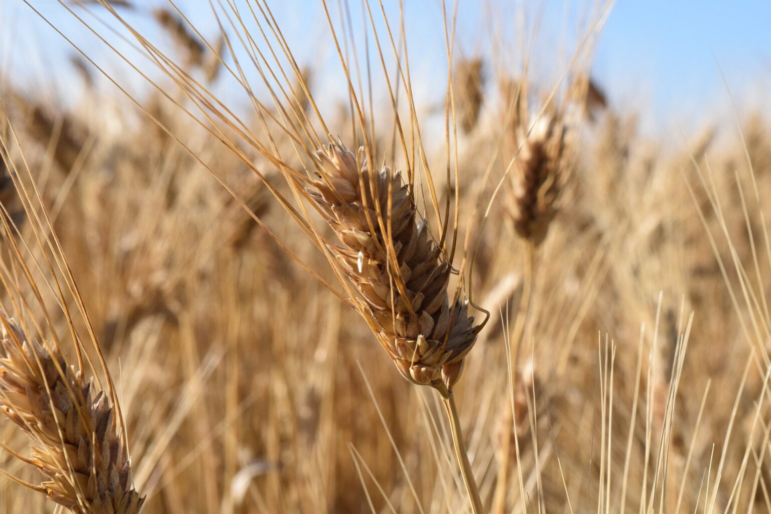 Is Durum Wheat Semolina Fattening