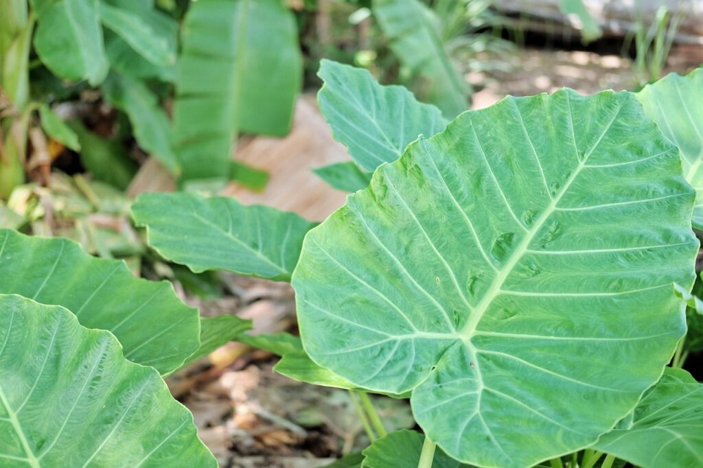 Giant elephant ear