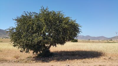 Argan tree