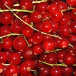 Agriculture: Fruits - Red currant