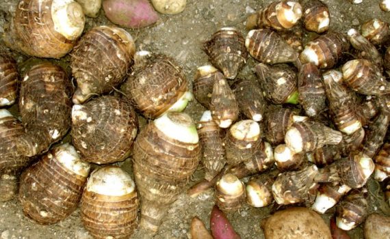 Taro culms marketed